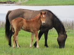 2019 Foal Chien Po Reed JW